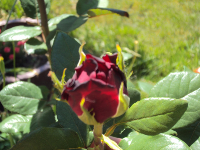 DSC08441 - GRADINA  2011