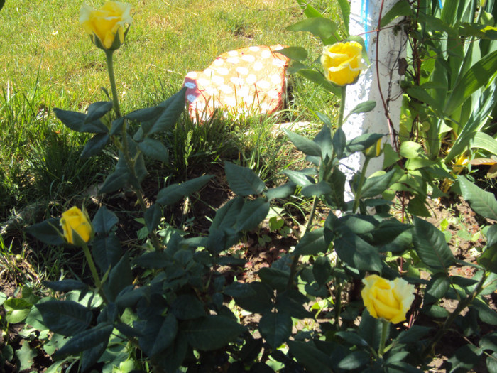 DSC08445 - GRADINA  2011