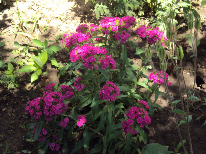 DSC08447 - GRADINA  2011