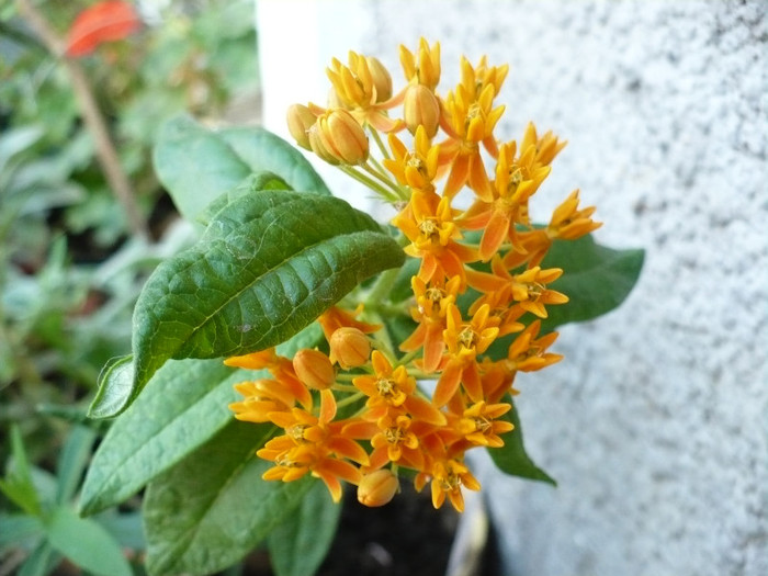 Flori Asclepias tuberosa