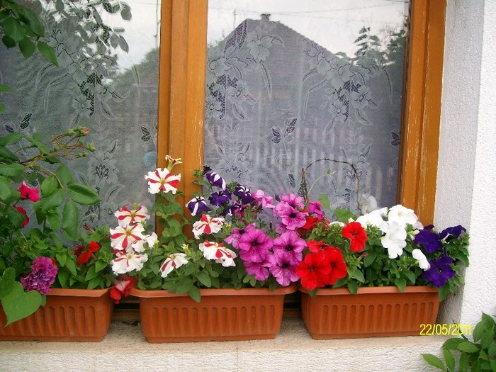 SANY6966 - FLORI MAI-IUNIE 2011