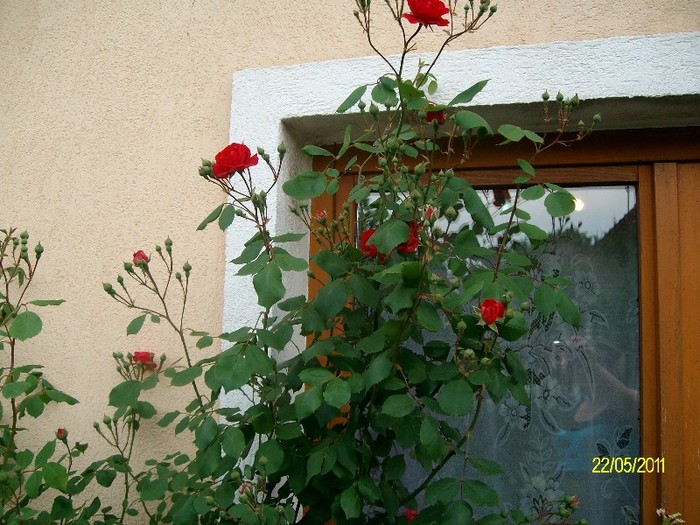 SANY6967 - FLORI MAI-IUNIE 2011