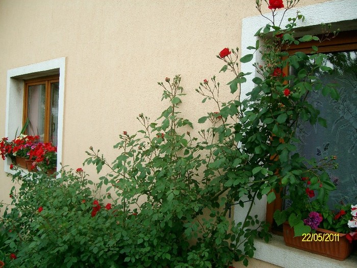 SANY6968 - FLORI MAI-IUNIE 2011