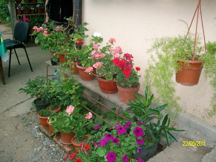 SANY6992 - FLORI MAI-IUNIE 2011