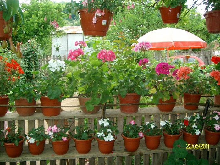 SANY6993 - FLORI MAI-IUNIE 2011