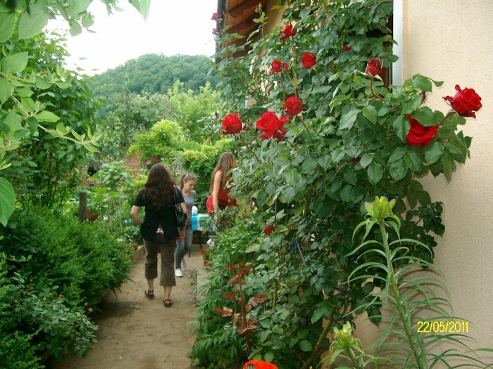 SANY6991 - FLORI MAI-IUNIE 2011
