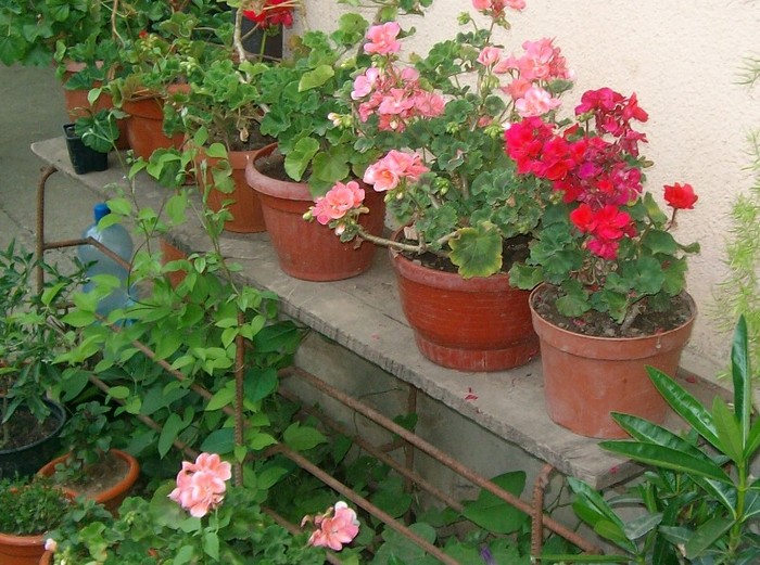 SANY6994 - FLORI MAI-IUNIE 2011