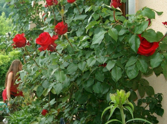 SANY6995 - FLORI MAI-IUNIE 2011