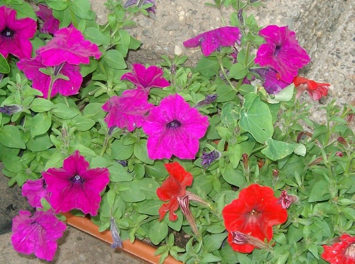 SANY7017 - FLORI MAI-IUNIE 2011