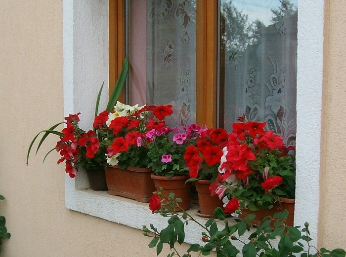 SANY6999 - FLORI MAI-IUNIE 2011