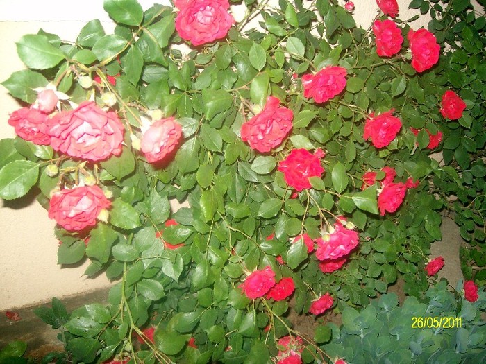 SANY7125