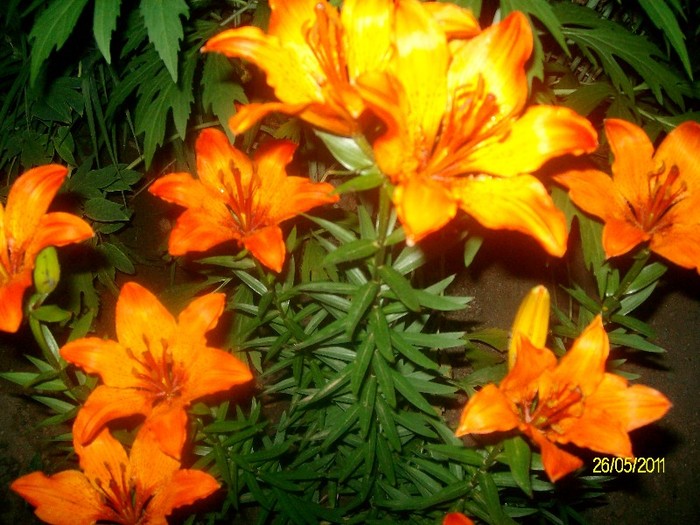 SANY7121