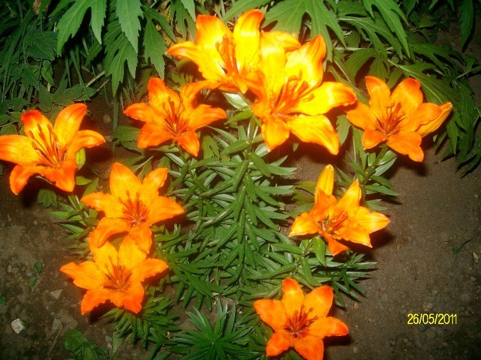 SANY7122