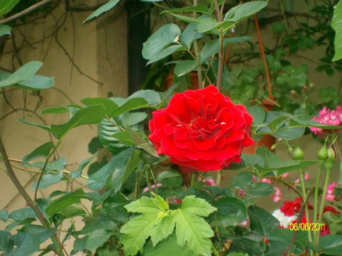 SANY7442