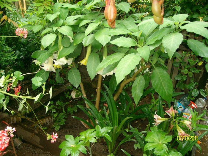 SANY7445 - FLORI MAI-IUNIE 2011