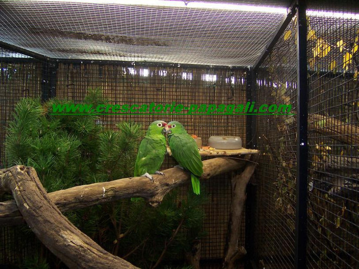 Papagali amazonieni - Expozitii pasari