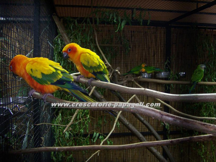 Papagali aratinga soarelui - Expozitii pasari