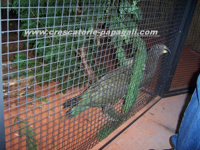 Papagali Kea - Expozitii pasari