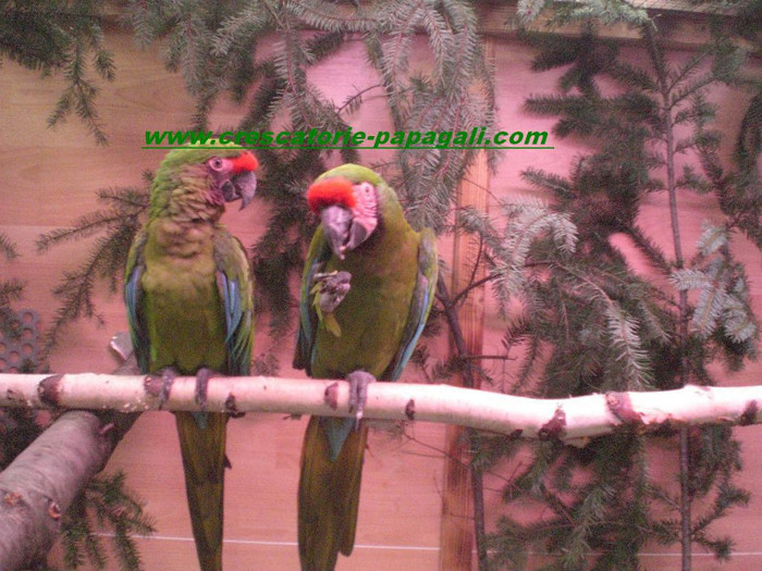 Papagali Macaw , militari; Papagal Macaw , Ara soldat
