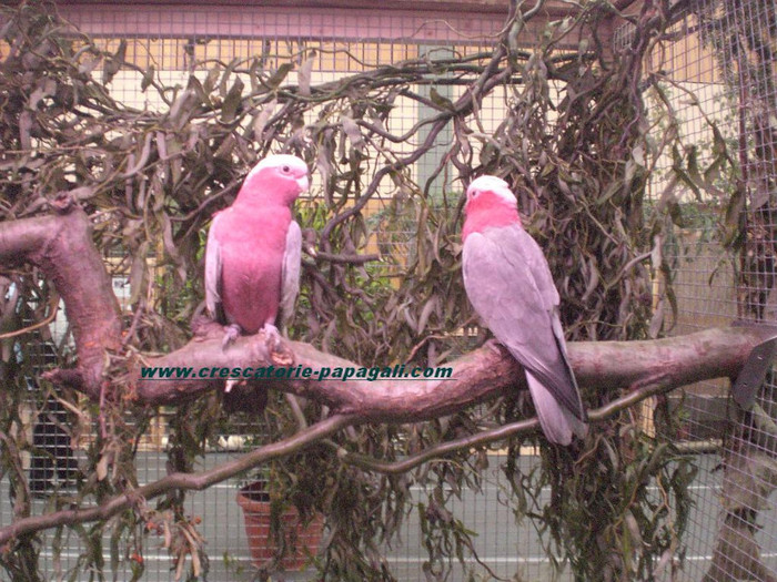 Papagali cacadu; Papagali cacadu roz galah
