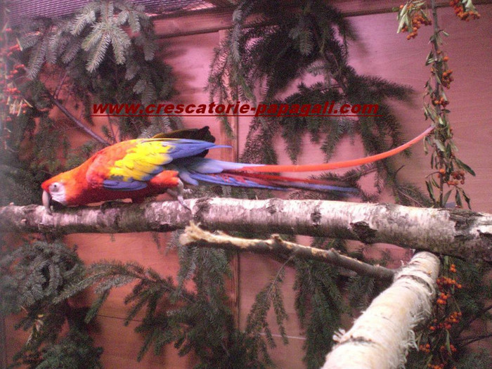 Ara macaw - papagal ara macao; Ara macaw - papagali ara macao
