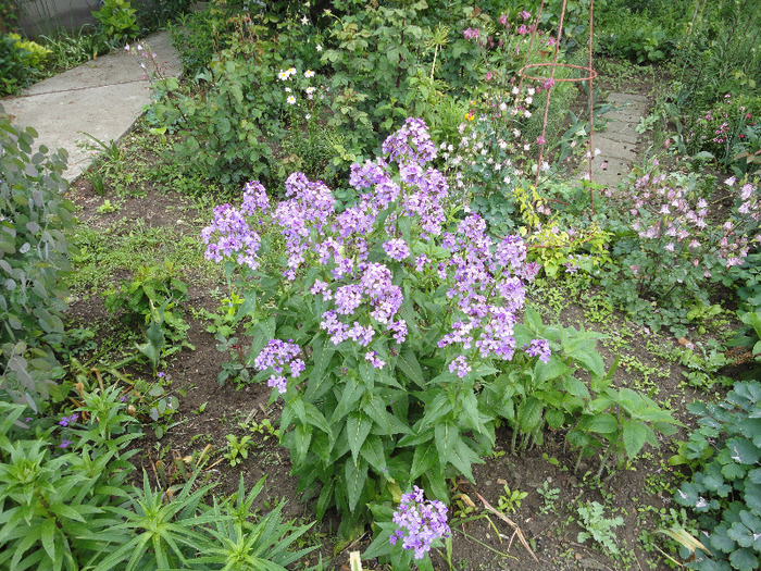lunaria annua - Florile sorei mele