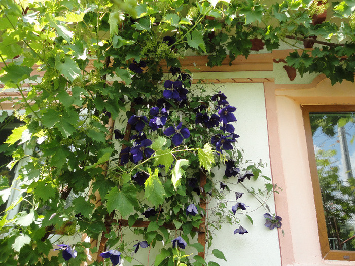 DSC02710 - Clematitele mele