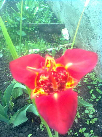 Imagine0671 - florile mele
