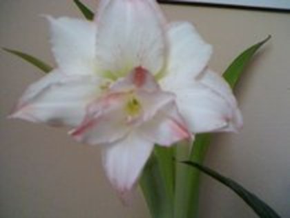 amarylis - flori pe care le doresc    Multumesc tuturor celor care ma ajuta sa le am