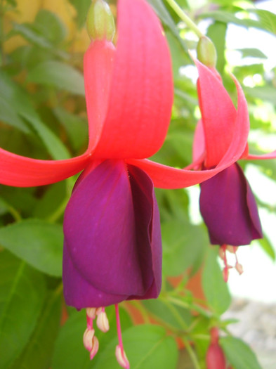  - fuchsia 2011