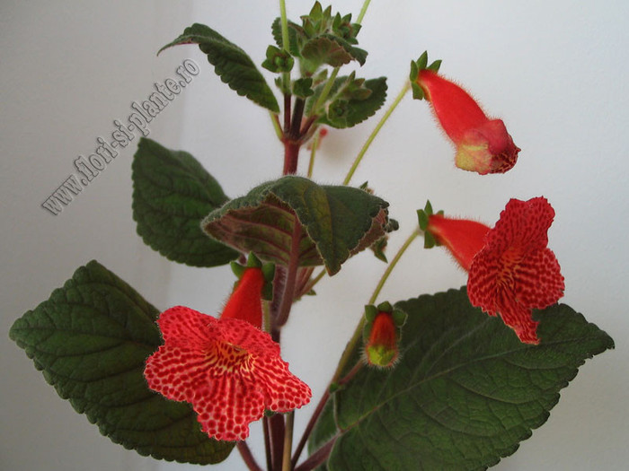 Kohleria Borka 12