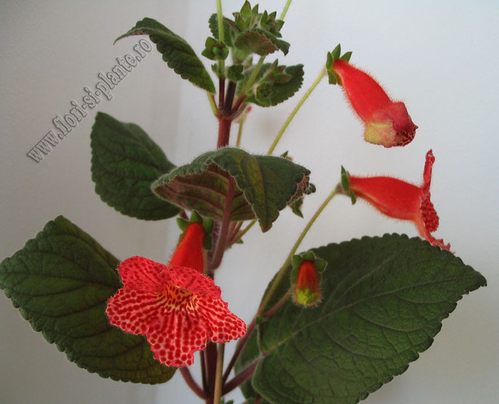 Kohleria Borka 13