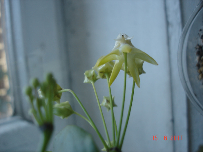 15.06.11 - Hoya Multiflora