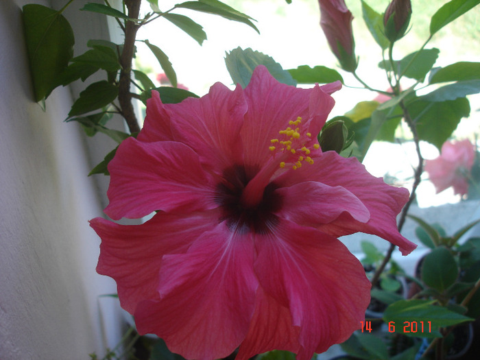 Classic Rosa cu floare simpla - hibiscus 2011