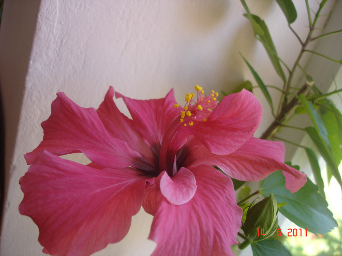 DSC01920 - hibiscus 2011