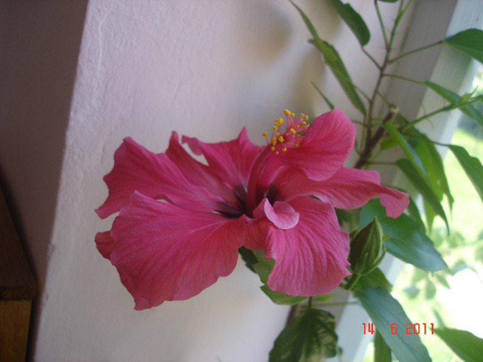 DSC01921 - hibiscus 2011