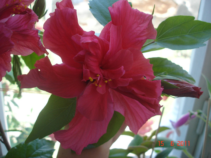 Classic Rosa - hibiscus 2011