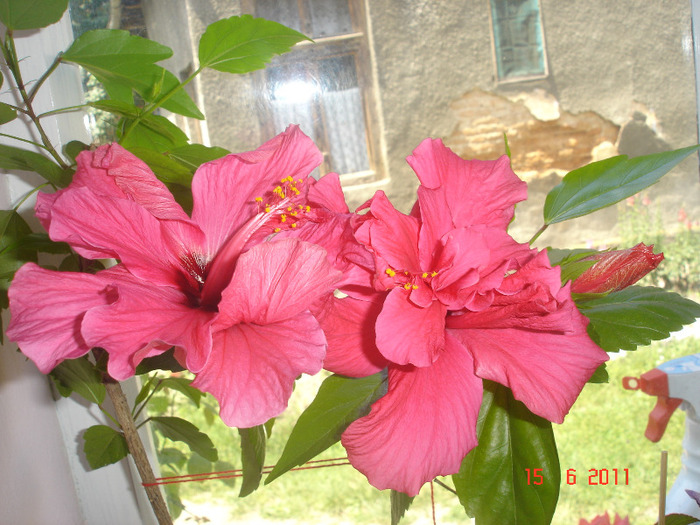 DSC01930 - hibiscus 2011