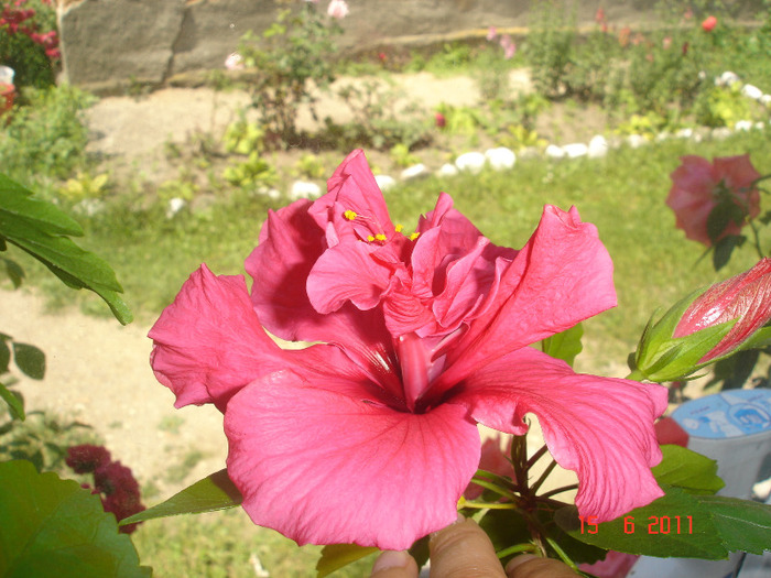 DSC01931 - hibiscus 2011