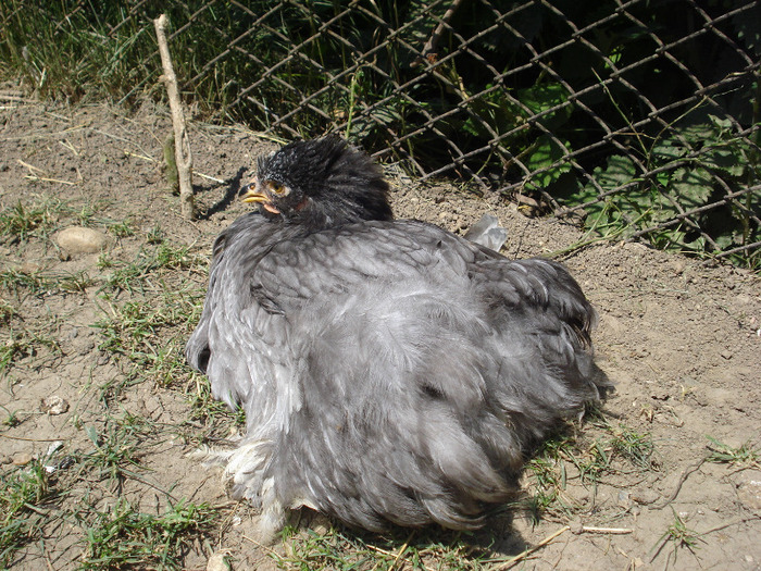 030 - Tineret 2011