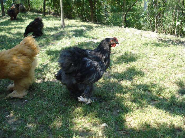 032 - Tineret 2011