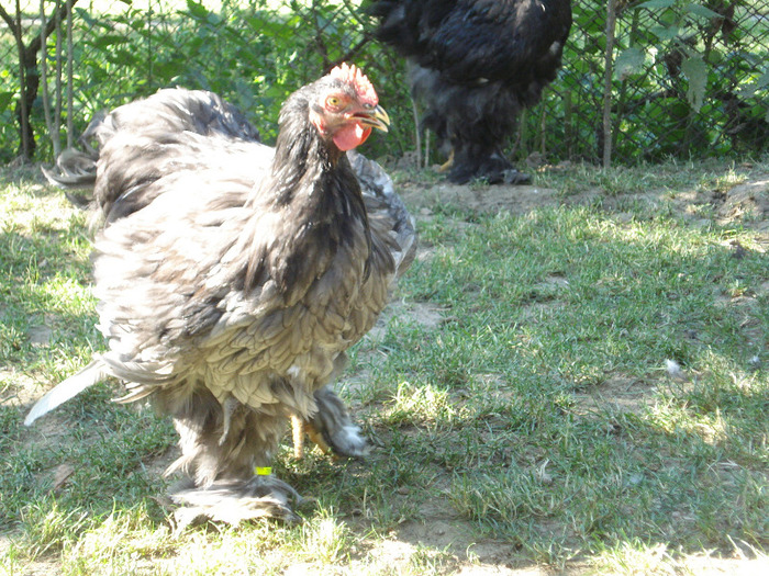 033 (2) - Tineret 2011