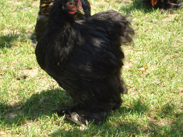 034 - Tineret 2011