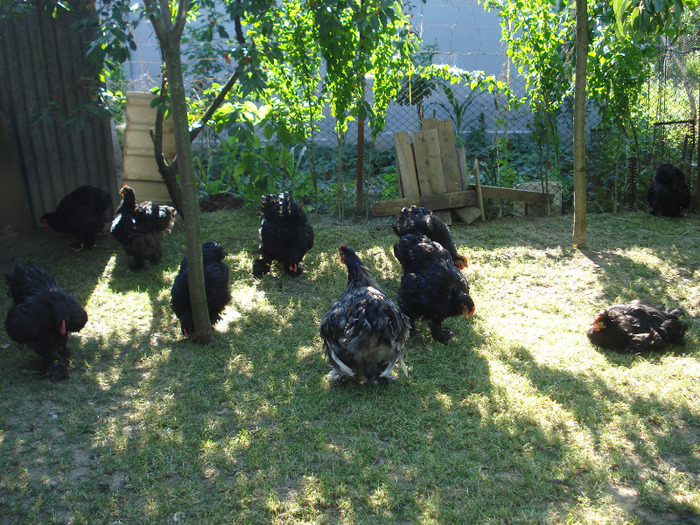 040 (2) - Tineret 2011
