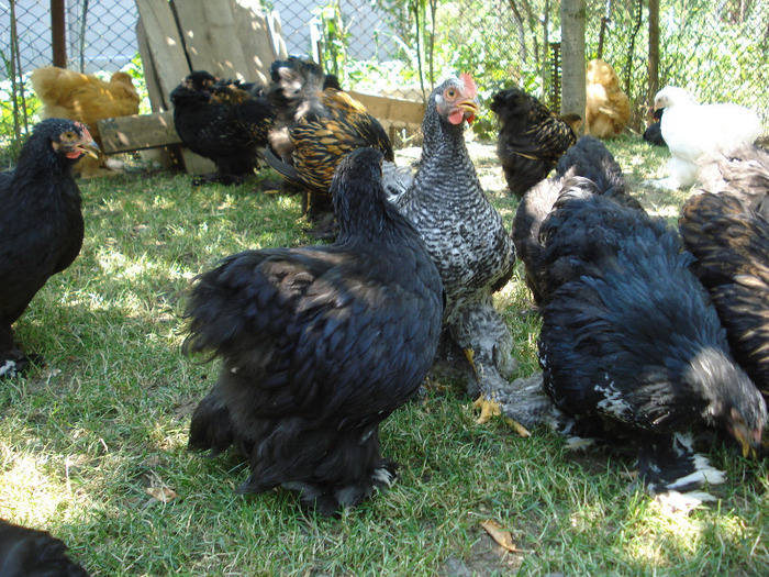 040 - Tineret 2011