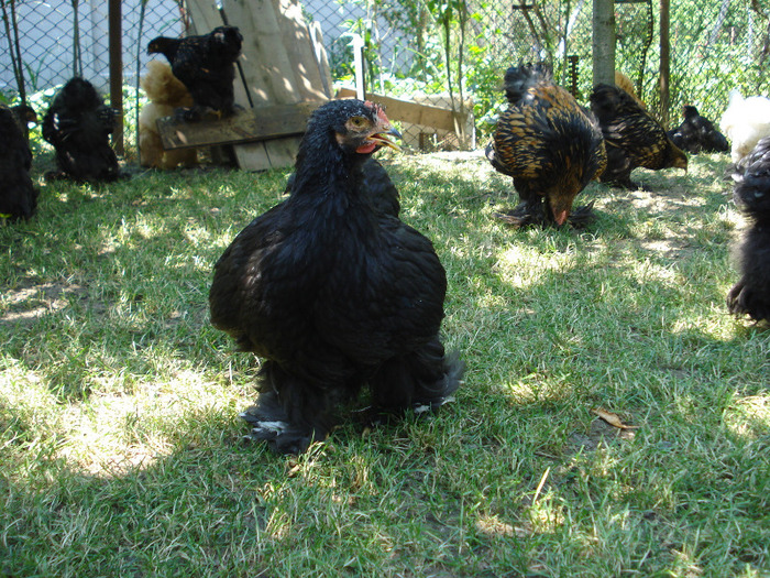 042 - Tineret 2011