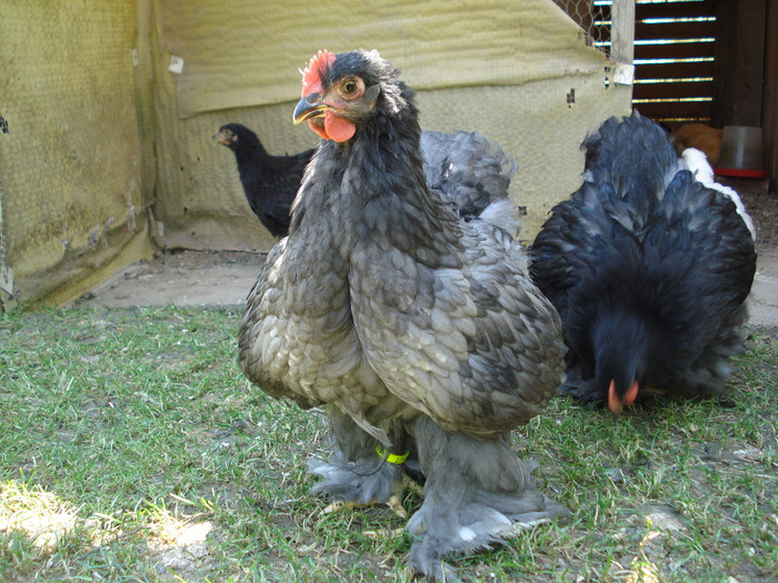 046 - Tineret 2011