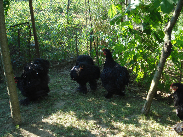 047 (2) - Tineret 2011