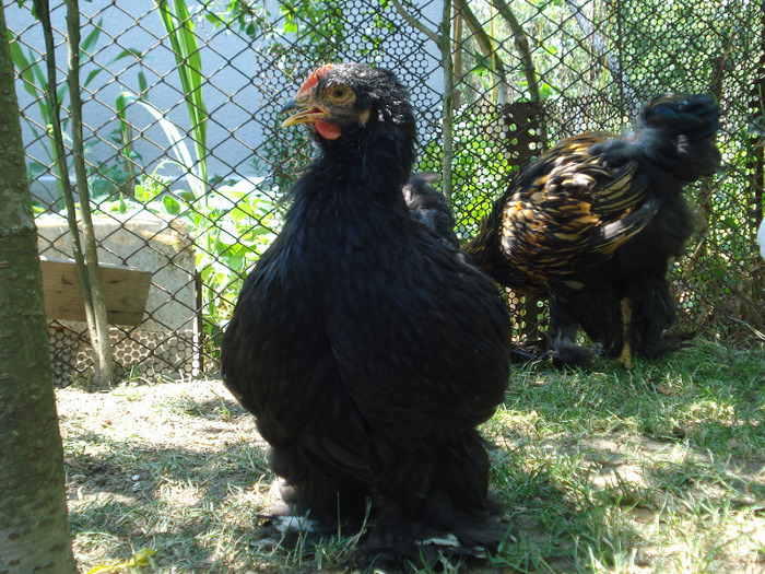 047 - Tineret 2011