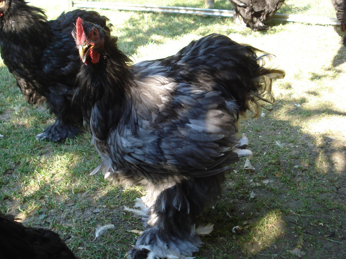058 - Tineret 2011